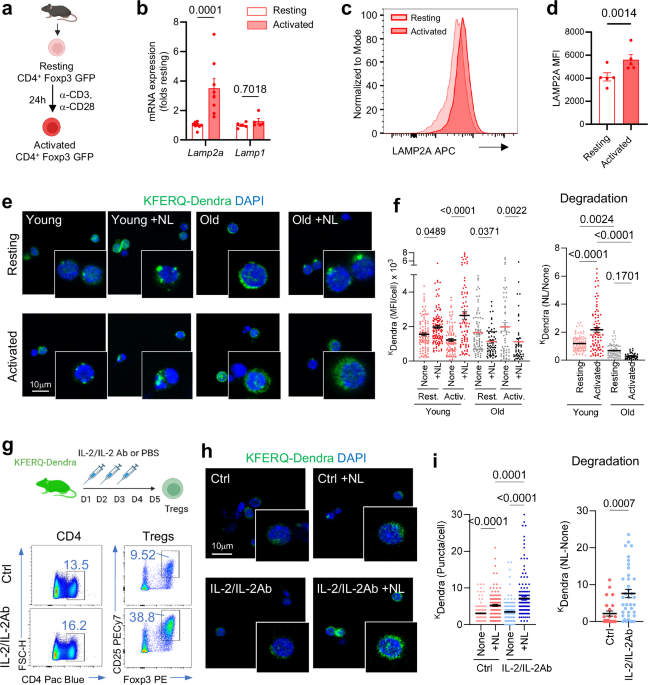 most effective glutathione capsule 2017 philippines Chaperone-mediated autophagy is required for regulatory T cell function Health Benefits