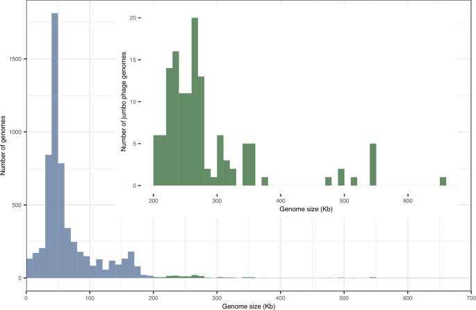 The biology of jumbo phages