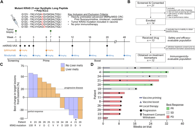 Mutant KRAS peptide vaccine with dual checkpoint blockade in metastatic colorectal cancer: a phase I trial