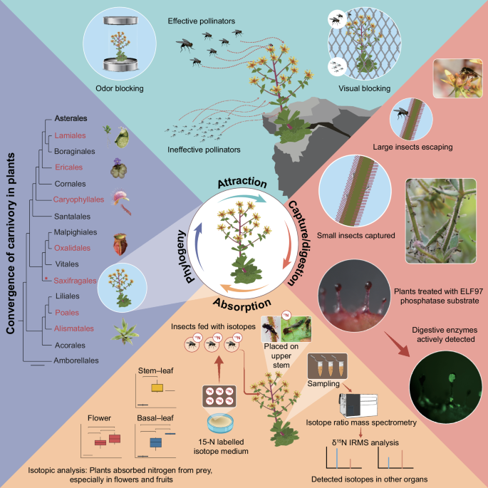 Identification of carnivory in the flowering plant Saxifraga via multidisciplinary evidence
