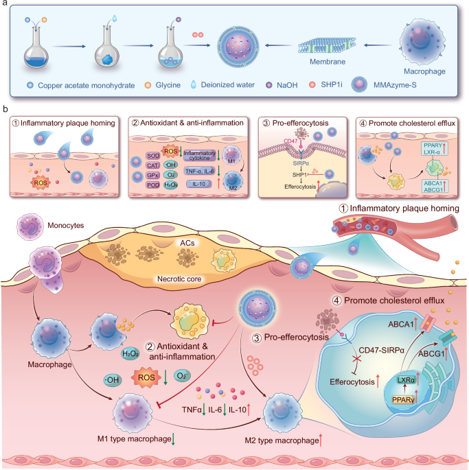 glutathione breast milk copper Bioinspired porous metal-amino acid nanozymes enable multi-pathway treatment of atherosclerosis through anti-oxidation and pro-efferocytosis CellCare Supplements Liposomaal Glutathion