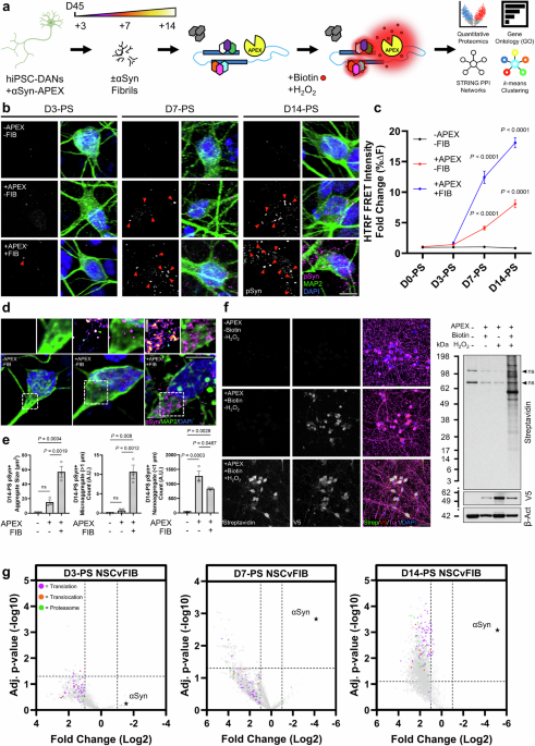 α-Synuclein blocks endoplasmic reticulum co-translational protein translocation early in Parkinson’s disease - Nature