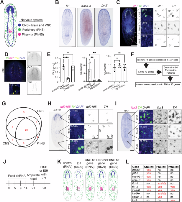 Combinatorial mechanisms specify cellular location and neurotransmitter identity during planarian neurogenesis