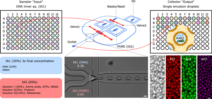 Automated artificial cell-based screening for designed proteins with emergent capabilities