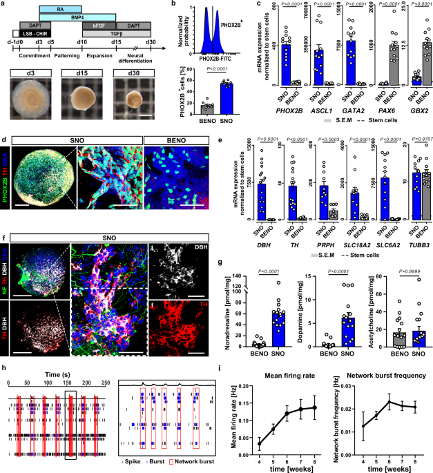 Innervated human cardiac muscle mannequin reveals sympathetic drivers of KCNH2-associated arrhythmias