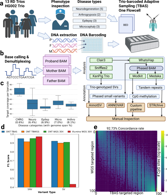 Workflow diagram tracing thirteen rare-disease trios from phenotype review and DNA barcoding through a single nanopore flow cell to variant, repeat expansion, and methylation analysis