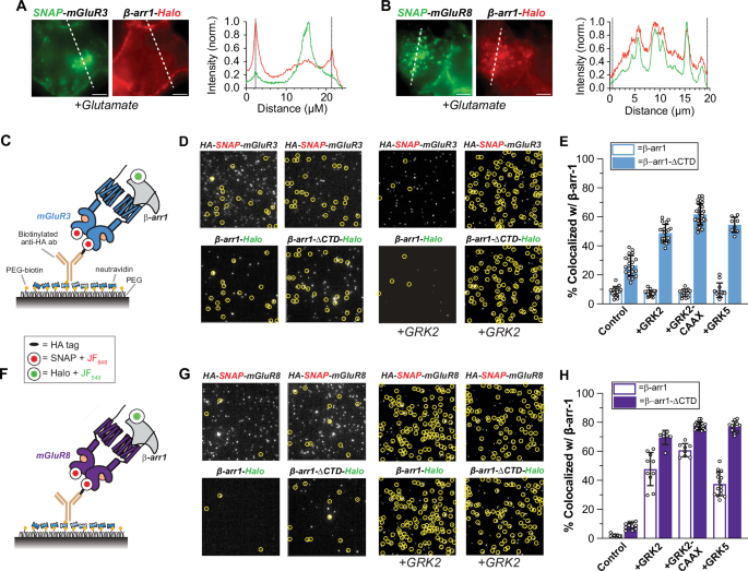 Configurational diversity of metabotropic glutamate receptor complexes with beta-arrestins