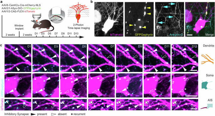 Learning reorganizes dendritic and stabilizes axon initial segment inhibitory synapses in CA1 pyramidal neurons
