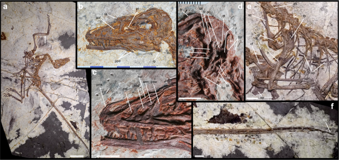 Independent assembly of the flight apparatus in a non-avian dinosaur clade – Nature Communications