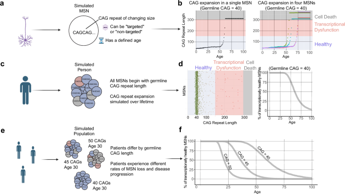 Computational modeling and preclinical evaluation support targeting somatic instability for Huntington’s disease treatment