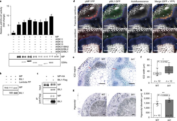 Bil1 Mediated Mp Phosphorylation Integrates Pxy And Cytokinin Signalling In Secondary Growth Nature Plants