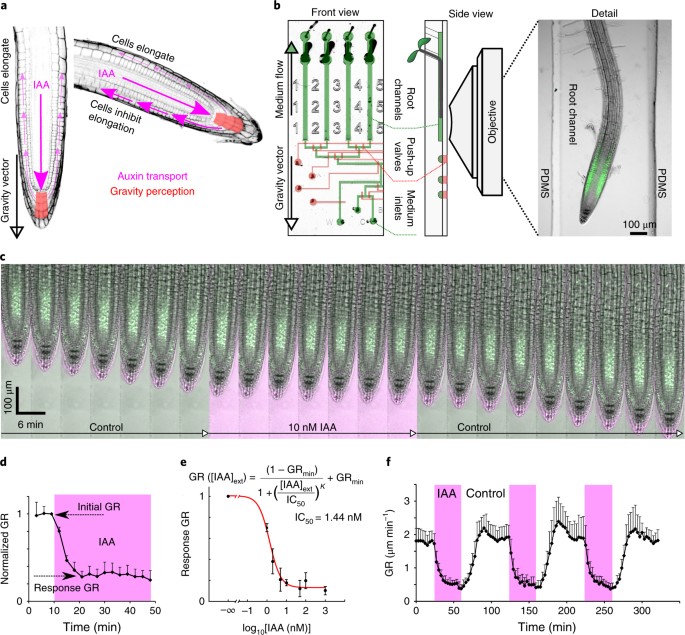 Rapid And Reversible Root Growth Inhibition By Tir1 Auxin Signalling Nature Plants Rapid And Reversible Root Growth Inhibition By Tir1 Auxin Signalling Nature Plants