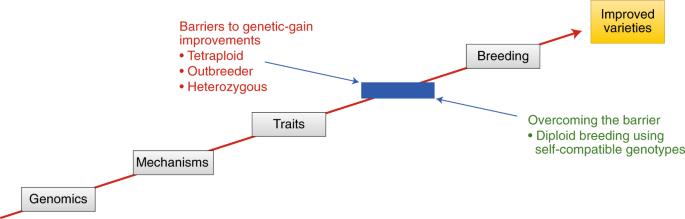 Routes to genetic gain in potato
