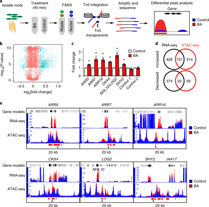 Cytokinin modulates context-dependent chromatin accessibility through the  type-B response regulators | Nature Plants