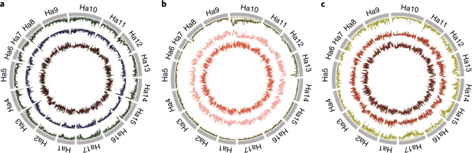 sunflower pan genome analysis shows that hybridization altered gene