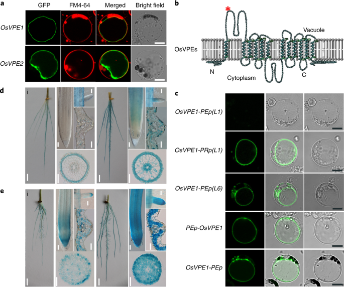 Identification of vacuolar phosphate efflux transporters in land plants