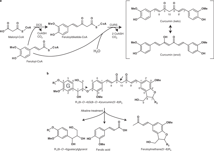 Introducing curcumin biosynthesis in arabidopsis enhances lignocellulosic biomass processing