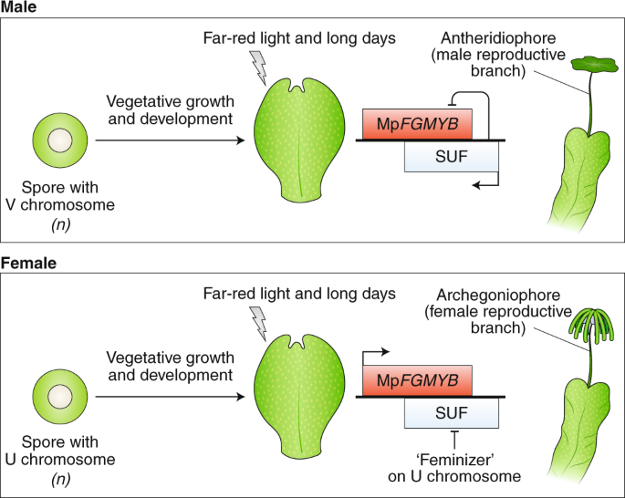 Building New Insights In Plant Gametogenesis From An Evolutionary Perspective Nature Plants