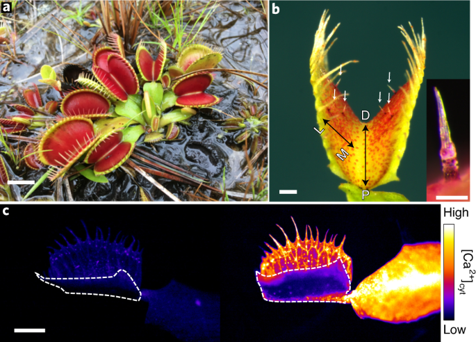 Calcium dynamics during trap closure visualized in transgenic Venus flytrap  | Nature Plants