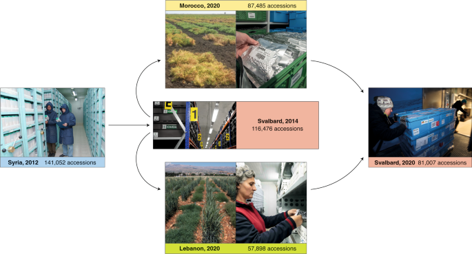 Safeguarding A Global Seed Heritage From Syria To Svalbard Nature Plants