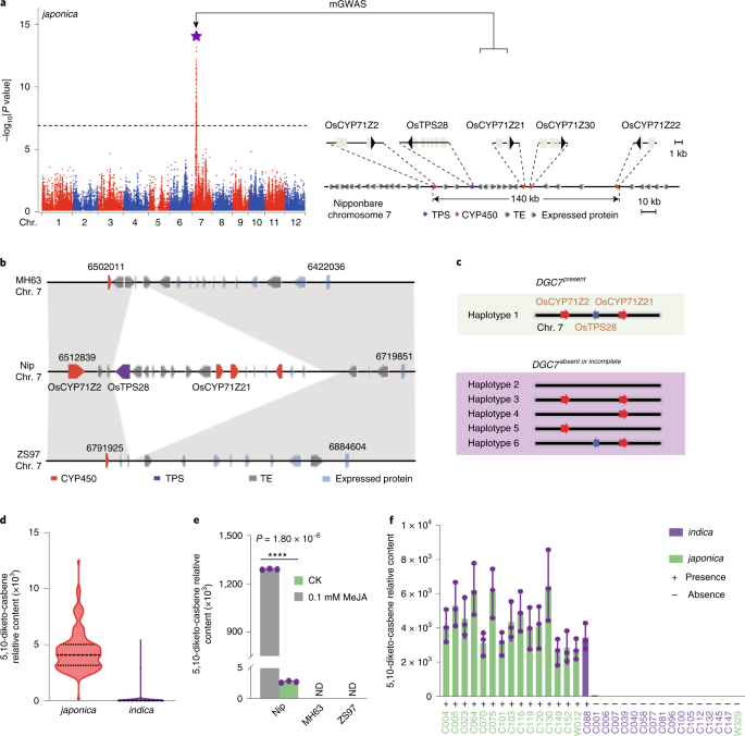 Selection of a subspecies-specific diterpene gene cluster implicated in rice disease resistance