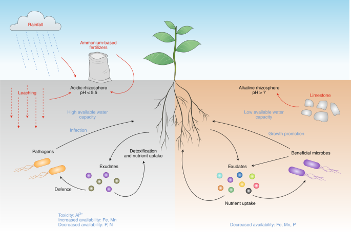 The enigma of environmental pH sensing in plants | Plants