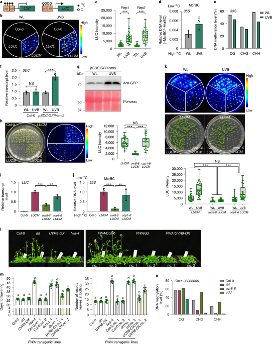Uvr8 Interacts With De Novo Dna Methyltransferase And Suppresses Dna Methylation In Arabidopsis Nature Plants Uvr8 Interacts With De Novo Dna Methyltransferase And Suppresses Dna Methylation In Arabidopsis Nature Plants