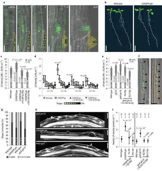 Golven peptide signalling through rgi receptors and mpk6 restricts asymmetric cell division during lateral root initiation