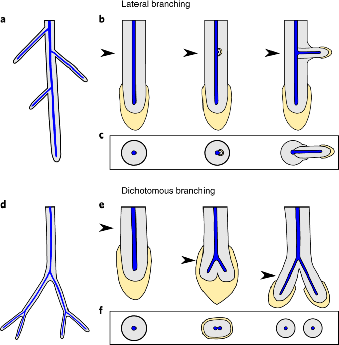 Multiple origins of dichotomous and lateral branching during root evolution