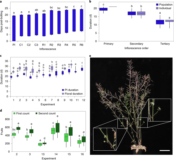 Auxin export from proximal fruits drives arrest in temporally competent inflorescences