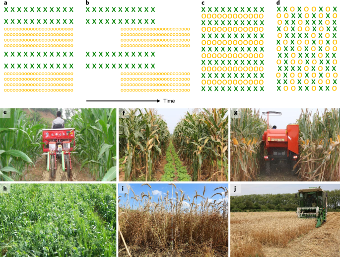 Syndromes Of Production In Intercropping Impact Yield Gains Nature Plants