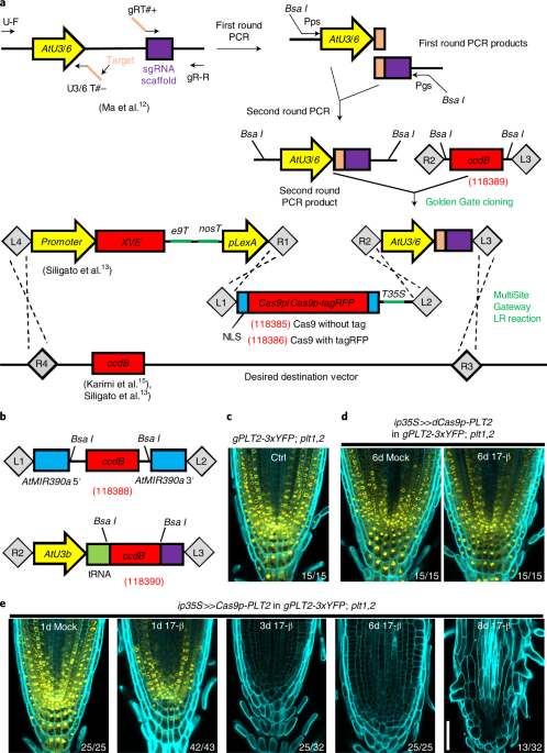 An Inducible Genome Editing System For Plants Nature Plants