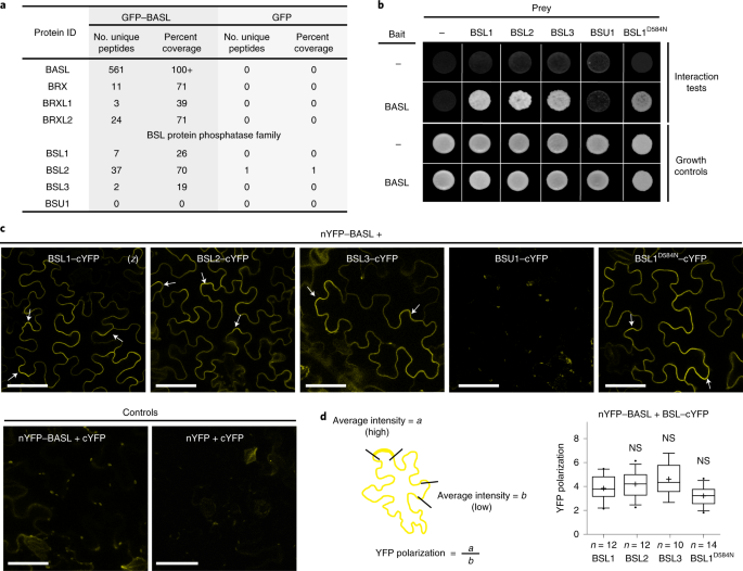 A Spatiotemporal Molecular Switch Governs Plant Asymmetric Cell Division Nature Plants