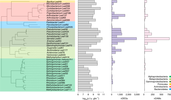 A General Non Self Response As Part Of Plant Immunity Nature Plants