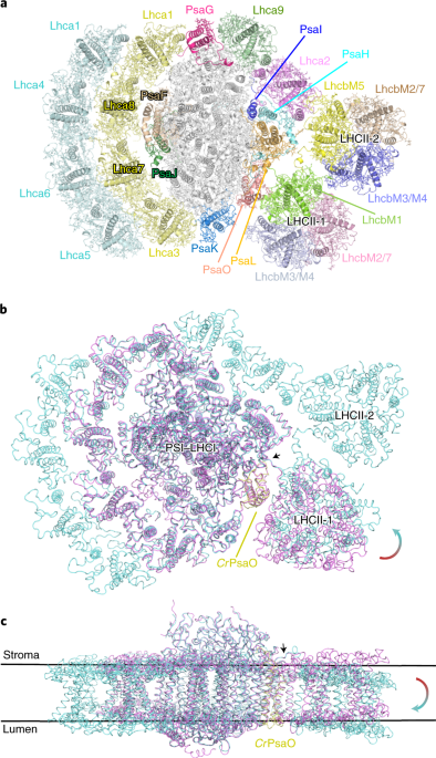 Structural basis of LhcbM5-mediated state transitions in green algae |  Nature Plants