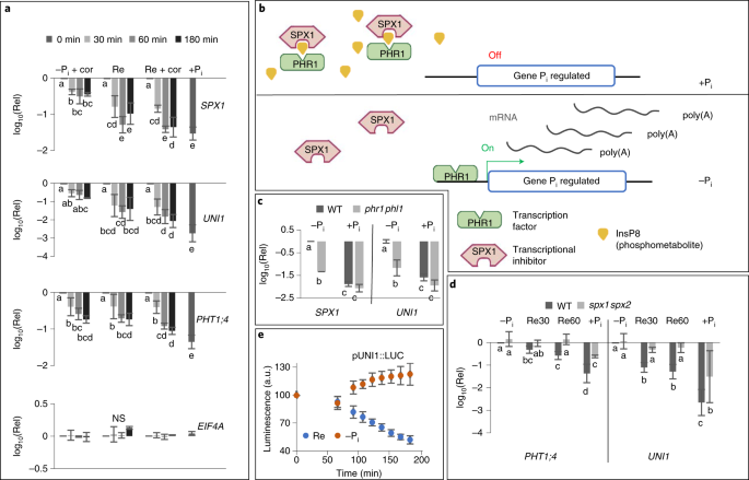 Live Single Cell Transcriptional Dynamics Via Rna Labelling During The Phosphate Response In Plants Nature Plants