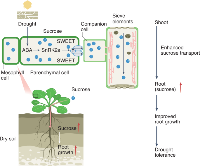 Drought meets SWEET | Nature Plants