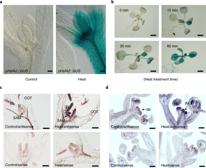 A nitric oxide burst at the shoot apex triggers a heat-responsive pathway in Arabidopsis