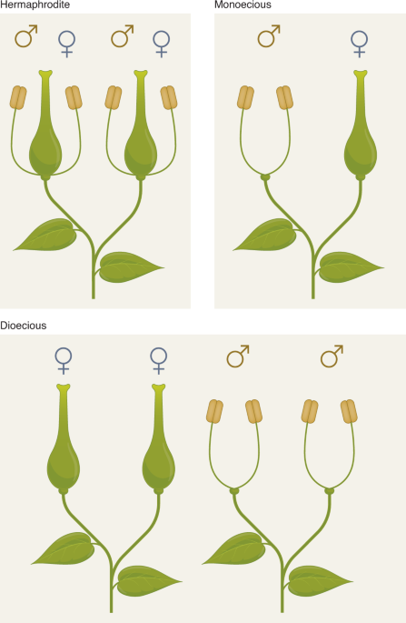 Crucial factors for the feasibility of commercial hybrid breeding in food  crops | Nature Plants