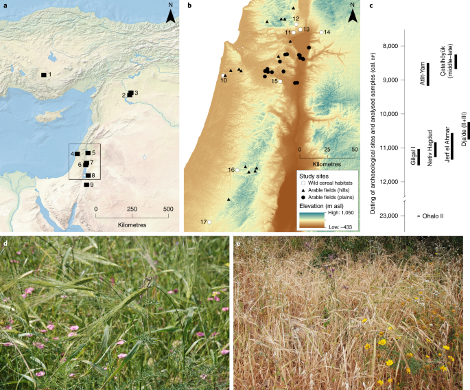 A new functional ecological model reveals the nature of early plant management in southwest asia