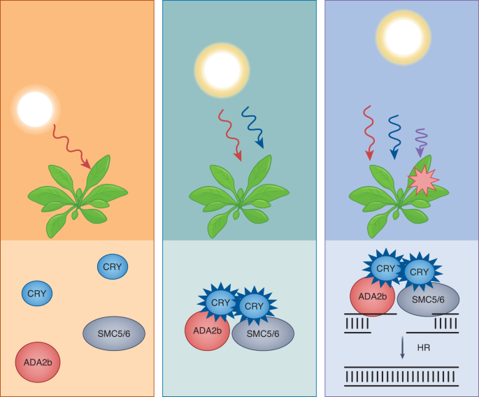 A light switch for dna break repair