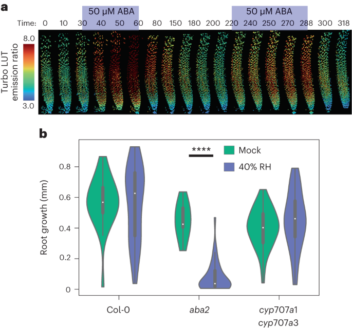 Visualising abscisic acid dynamics at low humidity in planta using abacus2