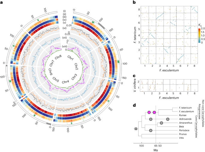 Blue genome: chromosome‐scale genome reveals the evolutionary and molecular  basis of indigo biosynthesis in Strobilanthes cusia - Xu - 2020 - The Plant  Journal - Wiley Online Library
