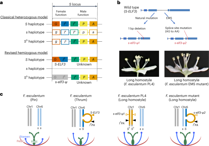 Blue genome: chromosome‐scale genome reveals the evolutionary and molecular  basis of indigo biosynthesis in Strobilanthes cusia - Xu - 2020 - The Plant  Journal - Wiley Online Library