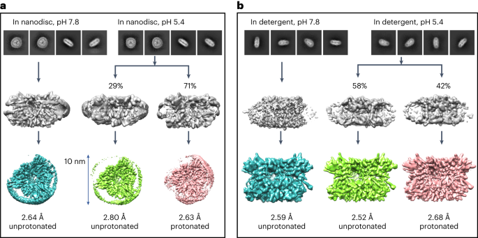 Cryo-EM structures of LHCII in photo-active and photo-protecting states reveal allosteric regulation of light harvesting and excess energy dissipation