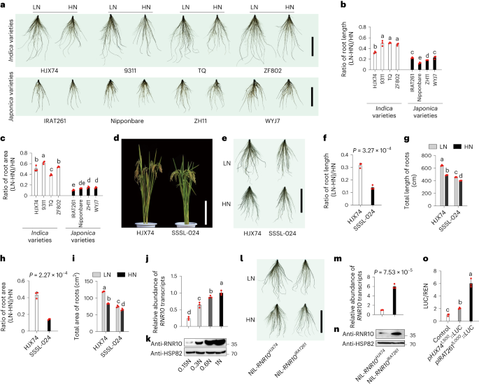 Improving rice nitrogen-use efficiency by modulating a novel monouniquitination machinery for optimal root plasticity response to nitrogen