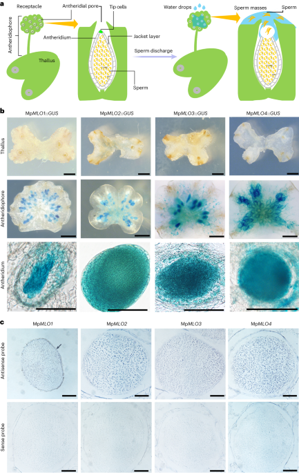 Mpmlo1 controls sperm discharge in liverwort