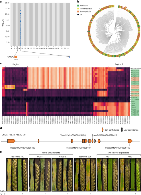The wheat powdery mildew resistance gene Pm4 also confers resistance to wheat blast