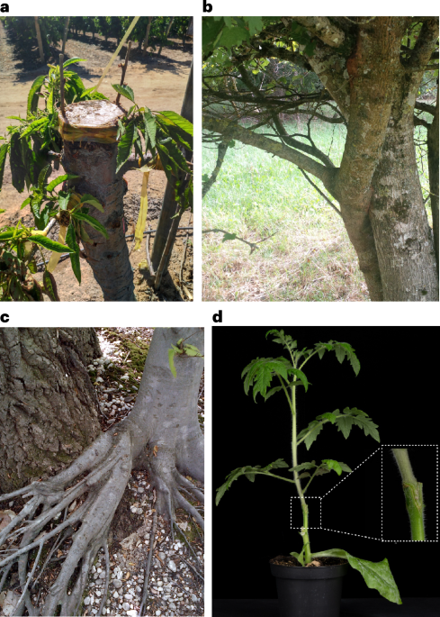 The biology of grafting and its applications in studying information  exchange between plants | Nature Plants