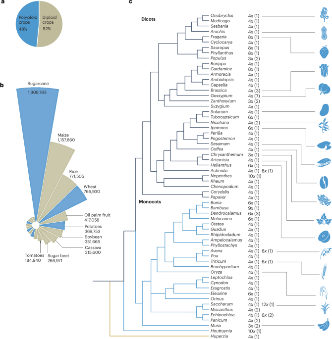 Genome analyses and breeding of polyploid crops | Nature Plants